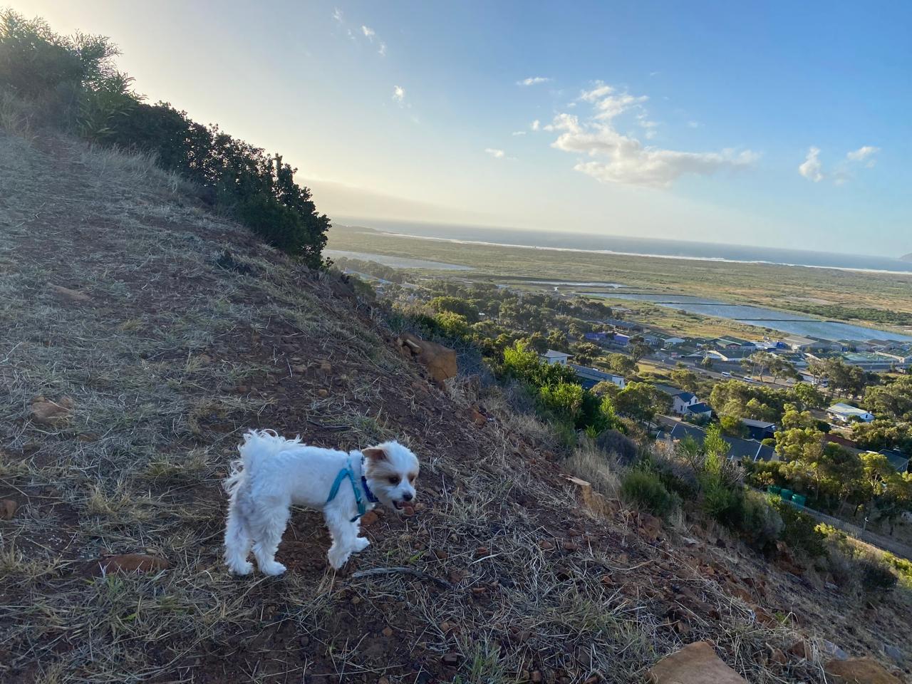 A small white dog on a Capri hillside trail overlooking the Noordhoek wetlands and Long Beach