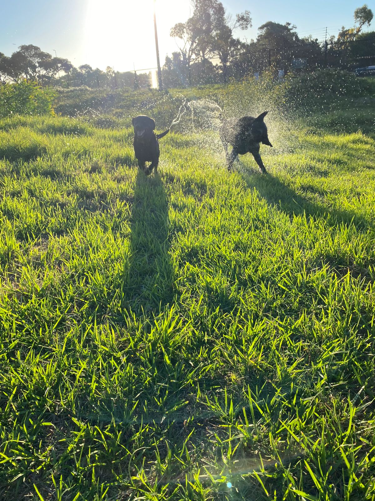 Two black Labradors playing in a sprinkler at golden hour on a green lawn