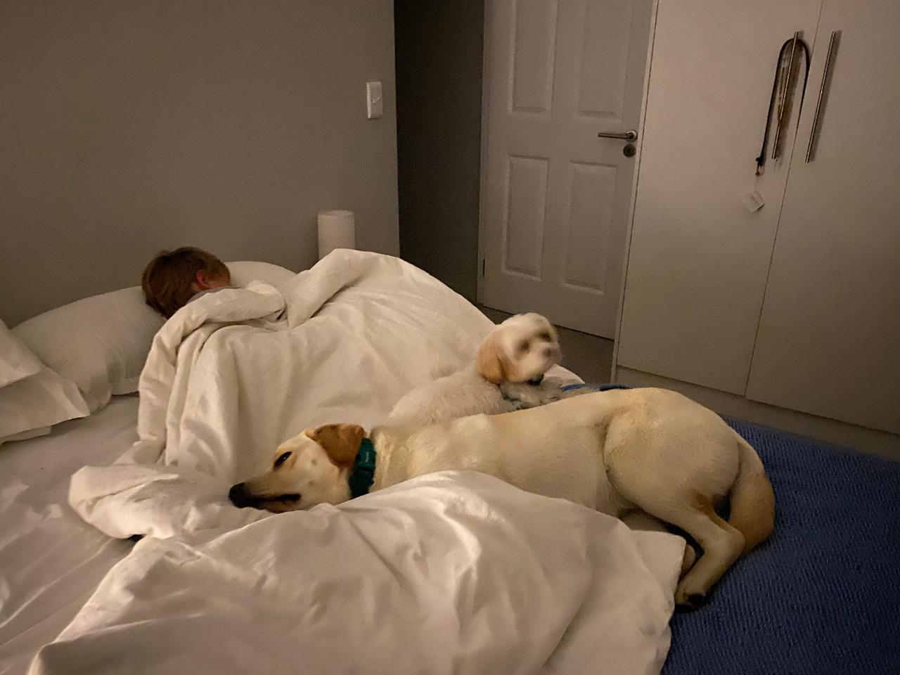 A yellow Labrador and a small white dog settling in for bedtime next to a sleeping child