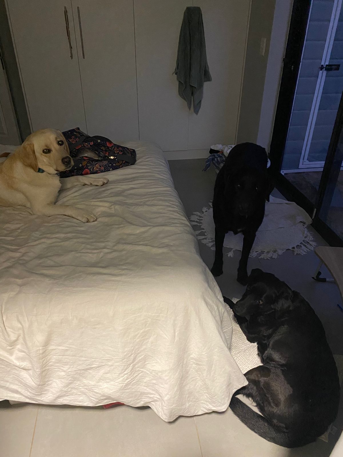 A yellow Labrador on a bed with two black Labradors settling in nearby for bedtime