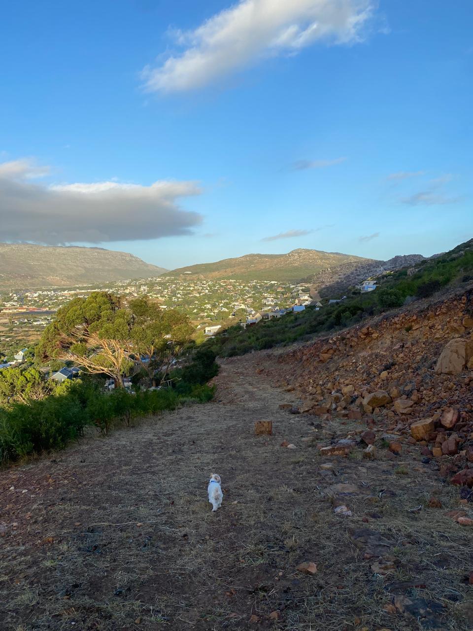 A small white dog walking down a wide mountain trail above Capri Village