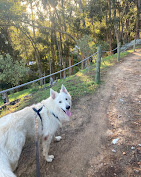A white dog exploring a scenic mountain trail near Capri Village with breathtaking views