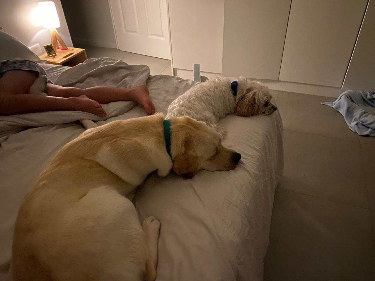 A yellow Labrador and a fluffy white dog curled up asleep together on a bed