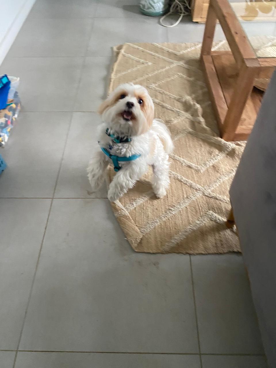 A happy small white dog standing on a woven rug, looking up with a big smile