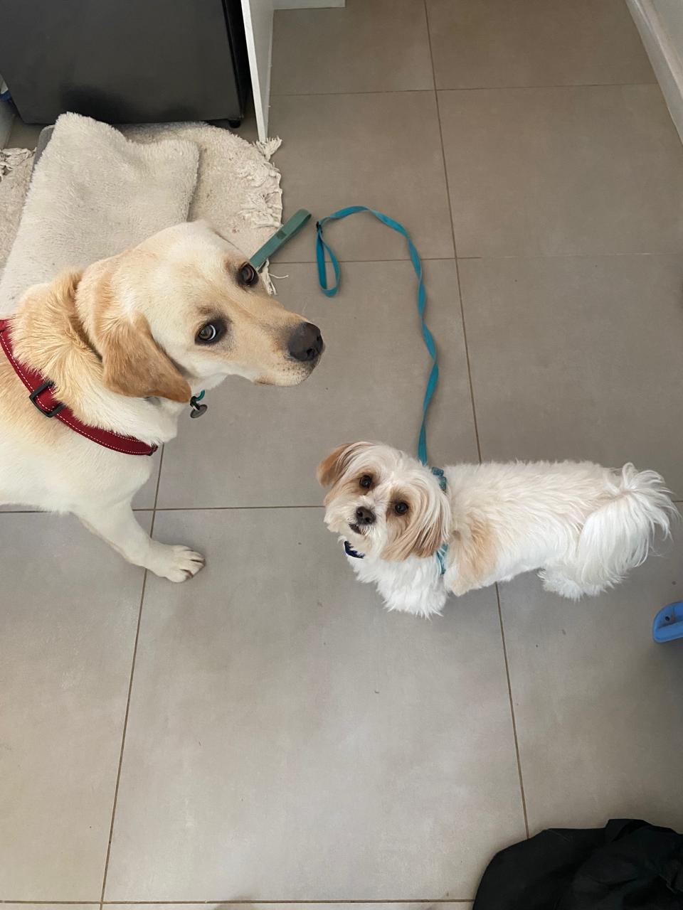 A yellow Labrador and a small white dog waiting eagerly by the leash for walkies